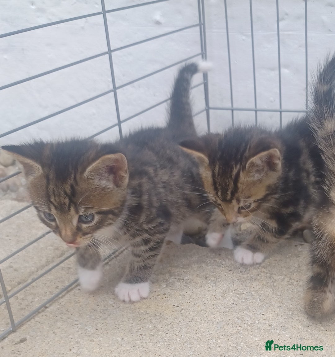 Mixed Breed cats for sale: Gorgeous Bengal x babies **READY NOW** - Image 25