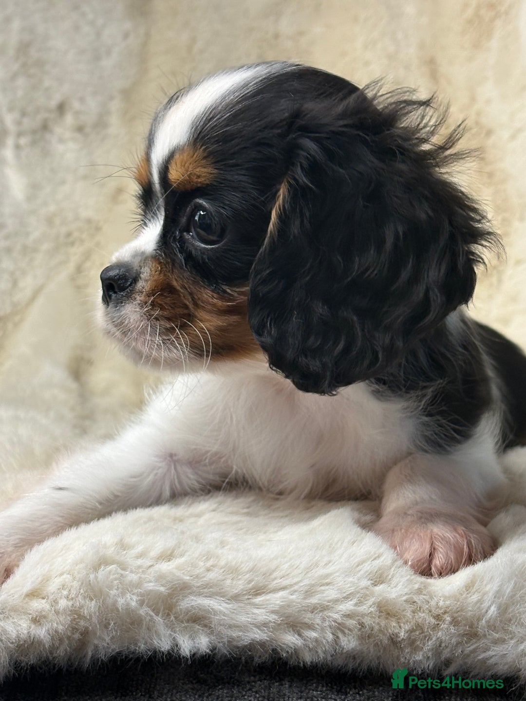 Cavalier King Charles Spaniel dogs for sale: Health tested cavalier puppies  - Advert 31