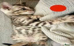Bengal cats for sale: 5 Stunning Bengal girls ready for their new homes - Image 8