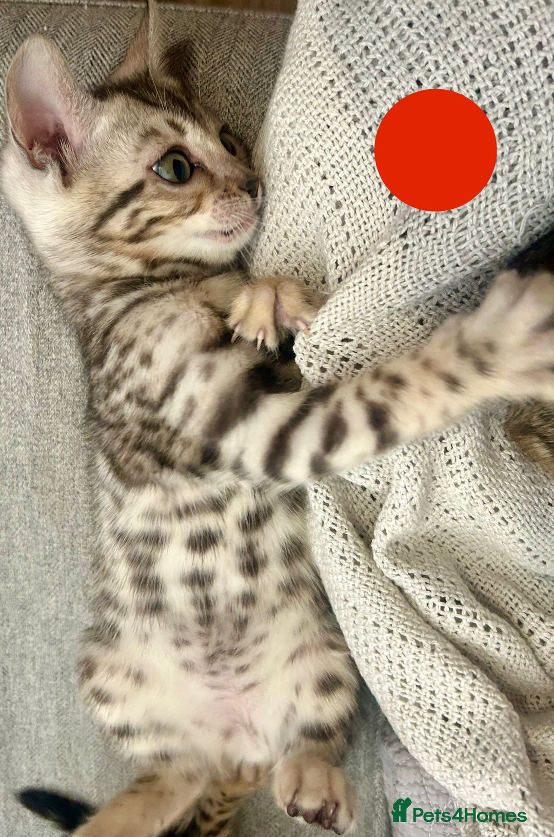Bengal cats for sale: 5 Stunning Bengal girls ready for their new homes - Image 8
