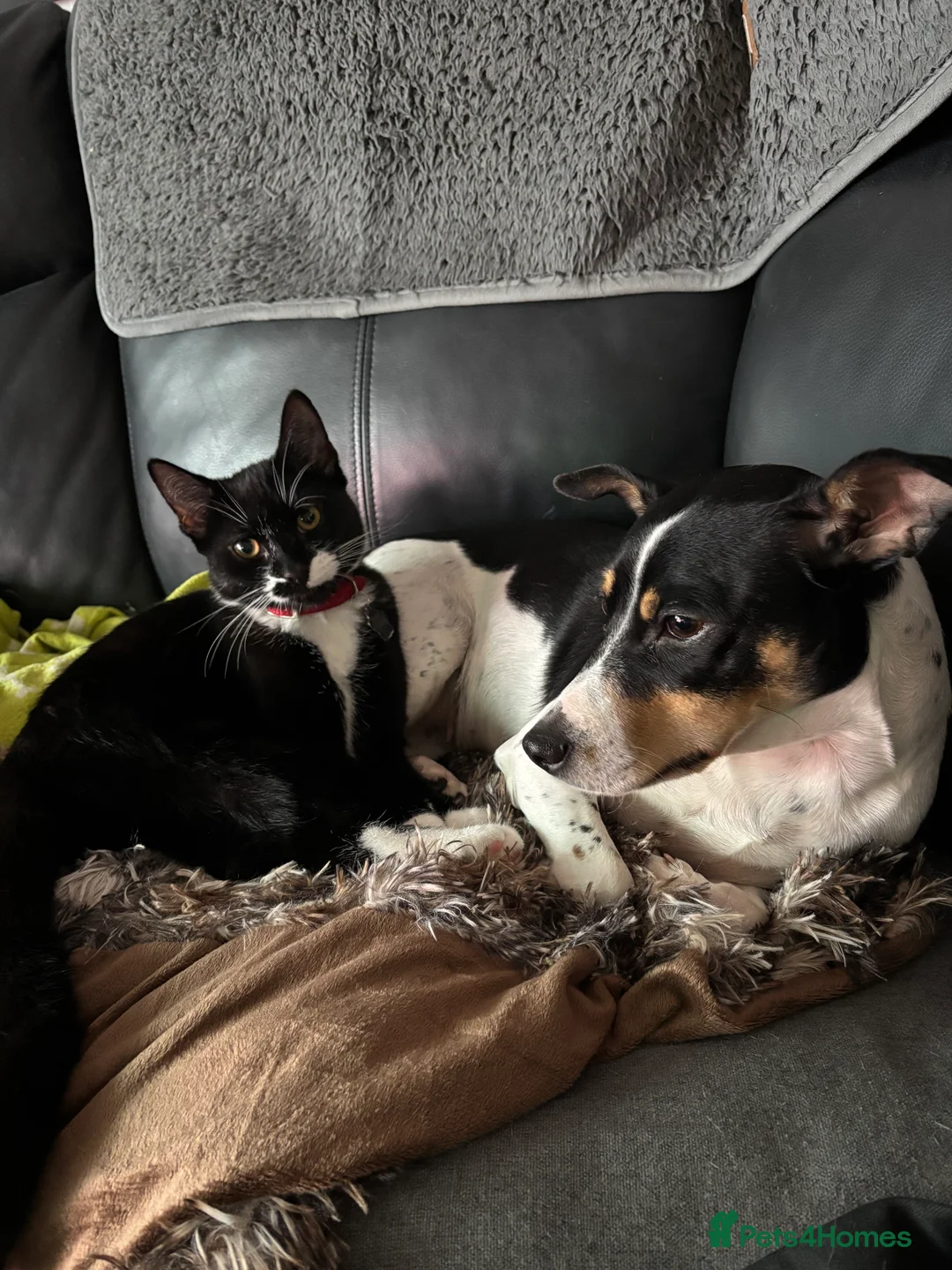 Mixed Breed cats for sale: 2 sister kittens  in Arbroath - Advert 1