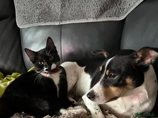 Mixed Breed cats 2 sister kittens in Arbroath - Advert 2