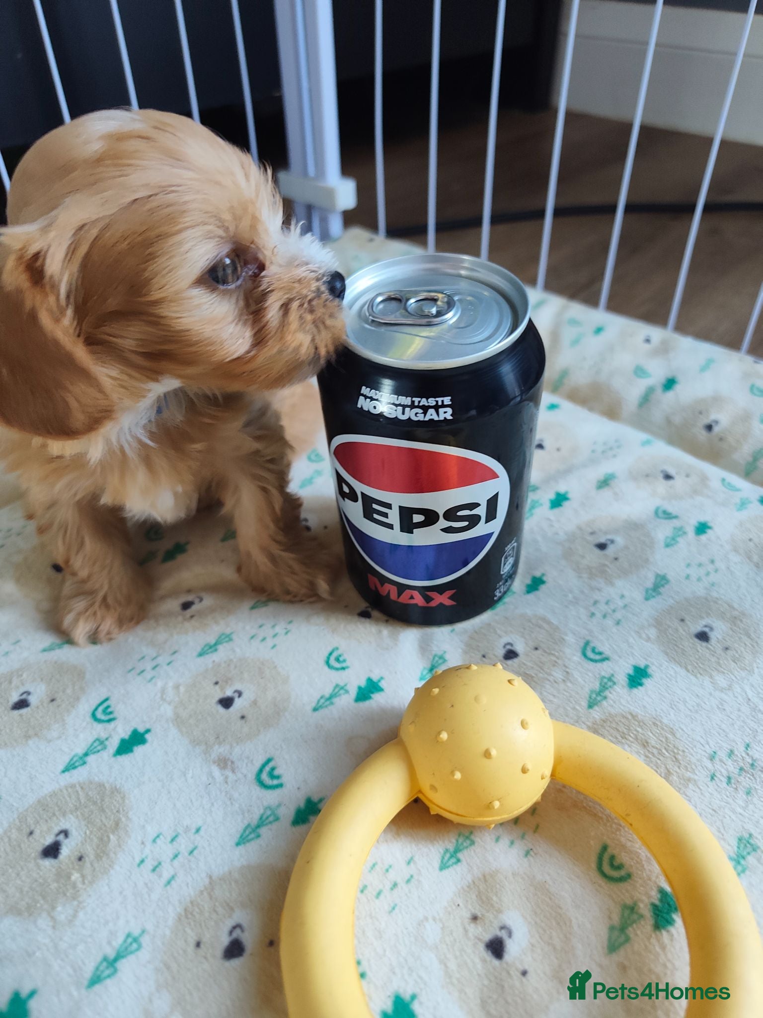 Maltipoo dogs Very Tiny toy F1B maltipoos 2 left - Advert 14