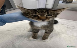 Mixed Breed cats for adoption: Stripes for adoption - Image 8