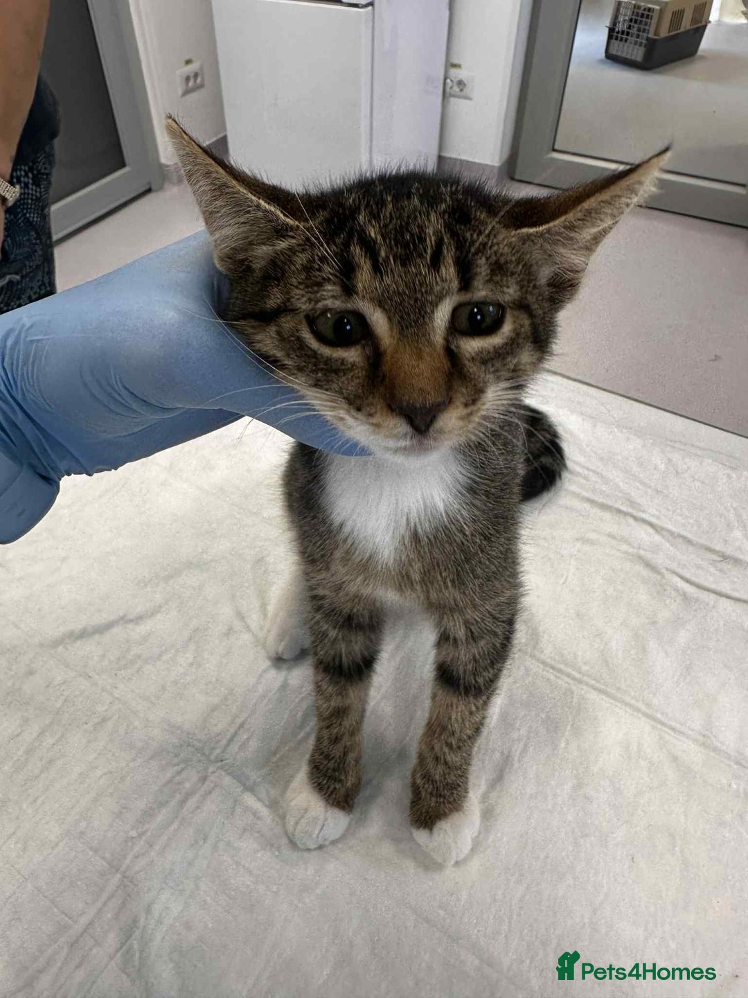 Mixed Breed cats for adoption: Stripes for adoption - Image 8