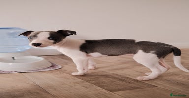 Whippet dogs - Advert 11