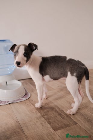 Whippet dogs - Advert 10
