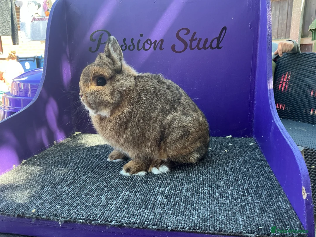 Netherland Dwarf rabbits for sale: Pure bred netherland dwarf buck - Advert 1
