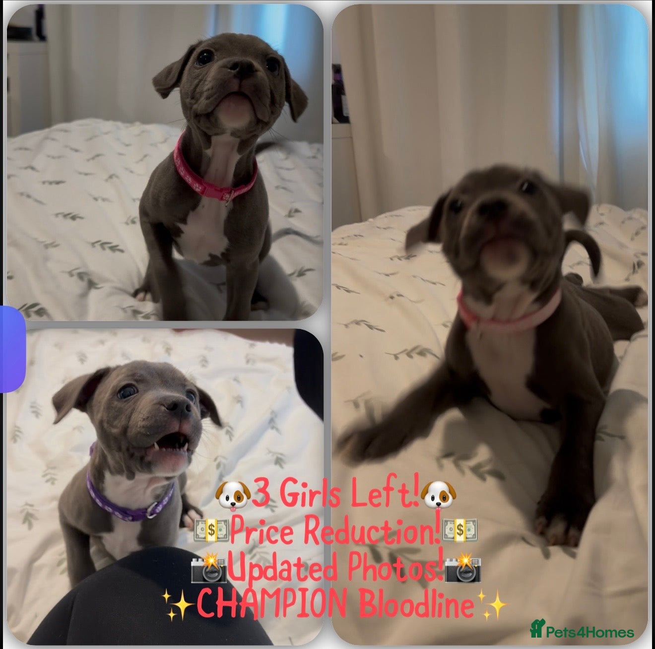 Staffordshire Bull Terrier dogs ✨CHAMPIONS NOW READY TO LEAVE!!!ONLY 3 GIRLS LEFT✨ - Advert 1