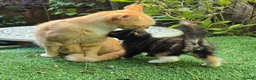 Mixed Breed cats for sale: Beautiful Mixed Breed Kittens - RESERVE  - Advert 15