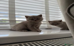British Shorthair cats for sale: GCCF British Shorthair Kittens  excellent pedigree - Image 7
