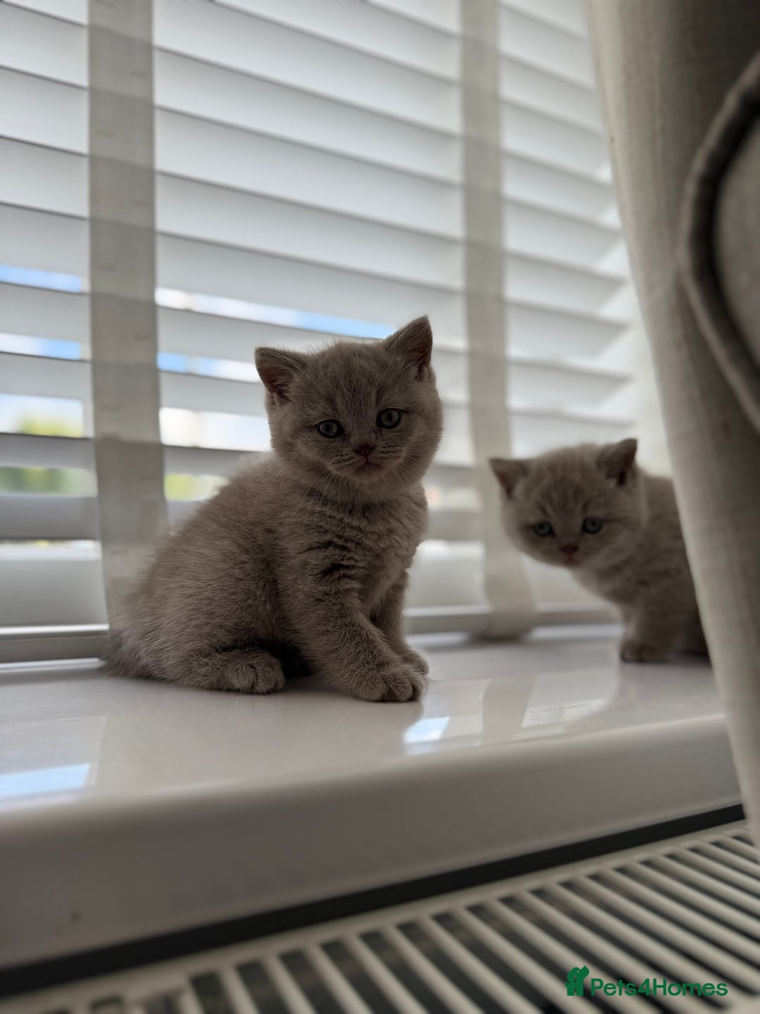 British Shorthair cats for sale: GCCF British Shorthair Kittens  excellent pedigree - Image 7