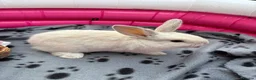 Mini Lop rabbits for sale: 🐰 Beautiful Mini Lop Baby Bunnies –Ready to go 🐰 - Advert 23