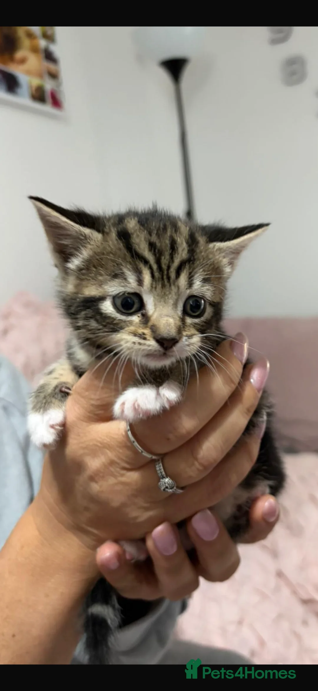 American Shorthair cats for sale: American shorthair kittens - Advert 2