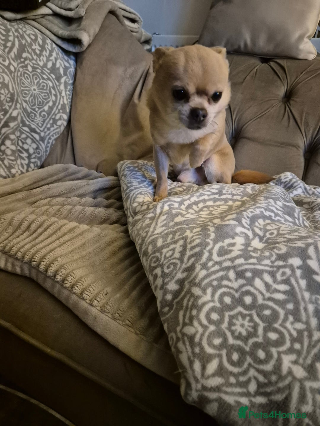 Chihuahua dogs for sale: Male chihuahua 8 years old - Advert 2