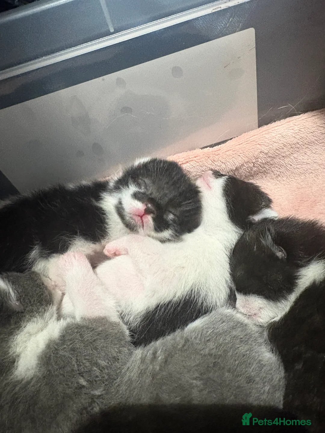 Mixed Breed cats for sale: Two kittens left  - Advert 4