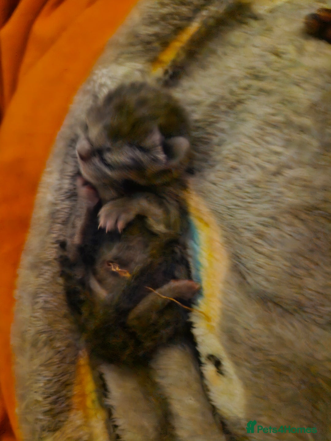 Mixed Breed cats for sale: Purrfect Rare Elf Eared Fur Babies Ready - Advert 7