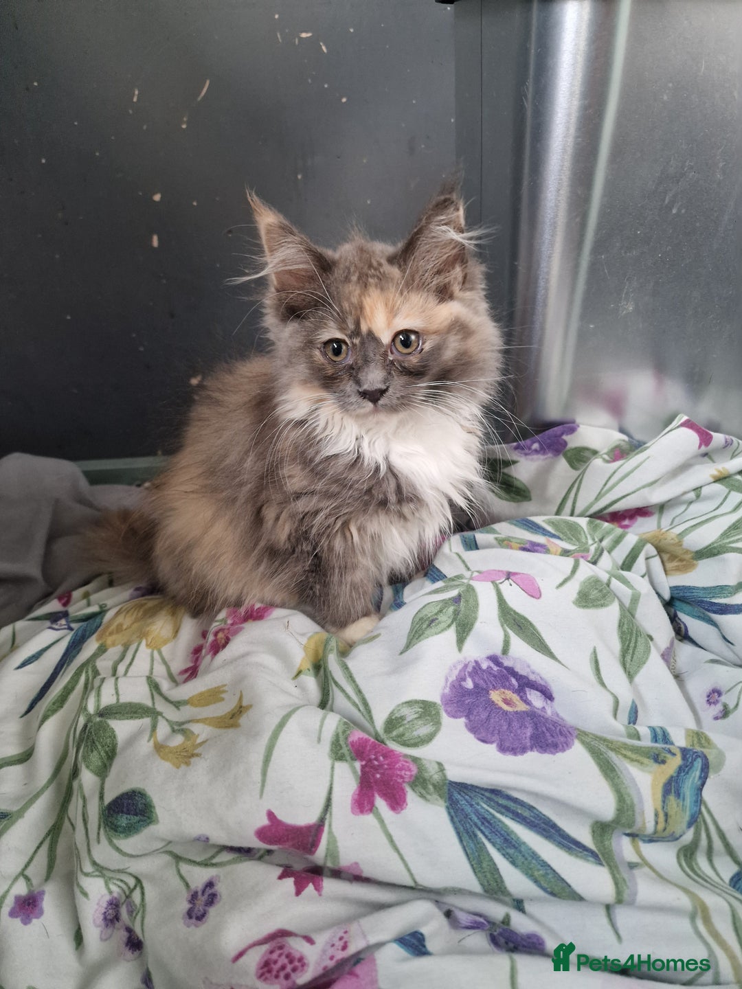 Maine Coon cats for sale: Main coon x ragdoll kittens  - Image 3