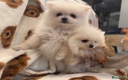 Pomeranian dogs for sale: Pomeranian  - Image 7