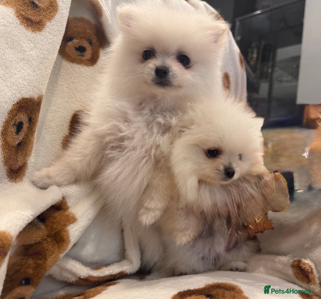 Pomeranian dogs for sale: Pomeranian  - Image 7