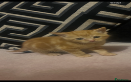 Domestic Shorthair cats for sale: 3 kittens looking for there forever homes 💗 - Image 6