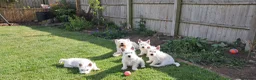 West Highland Terrier dogs for sale: West highland white terrier  - Advert 11