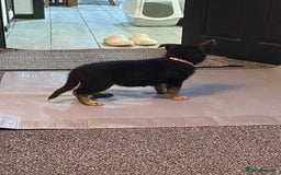German Shepherd dogs for sale: German Shepard Puppies - Image 6