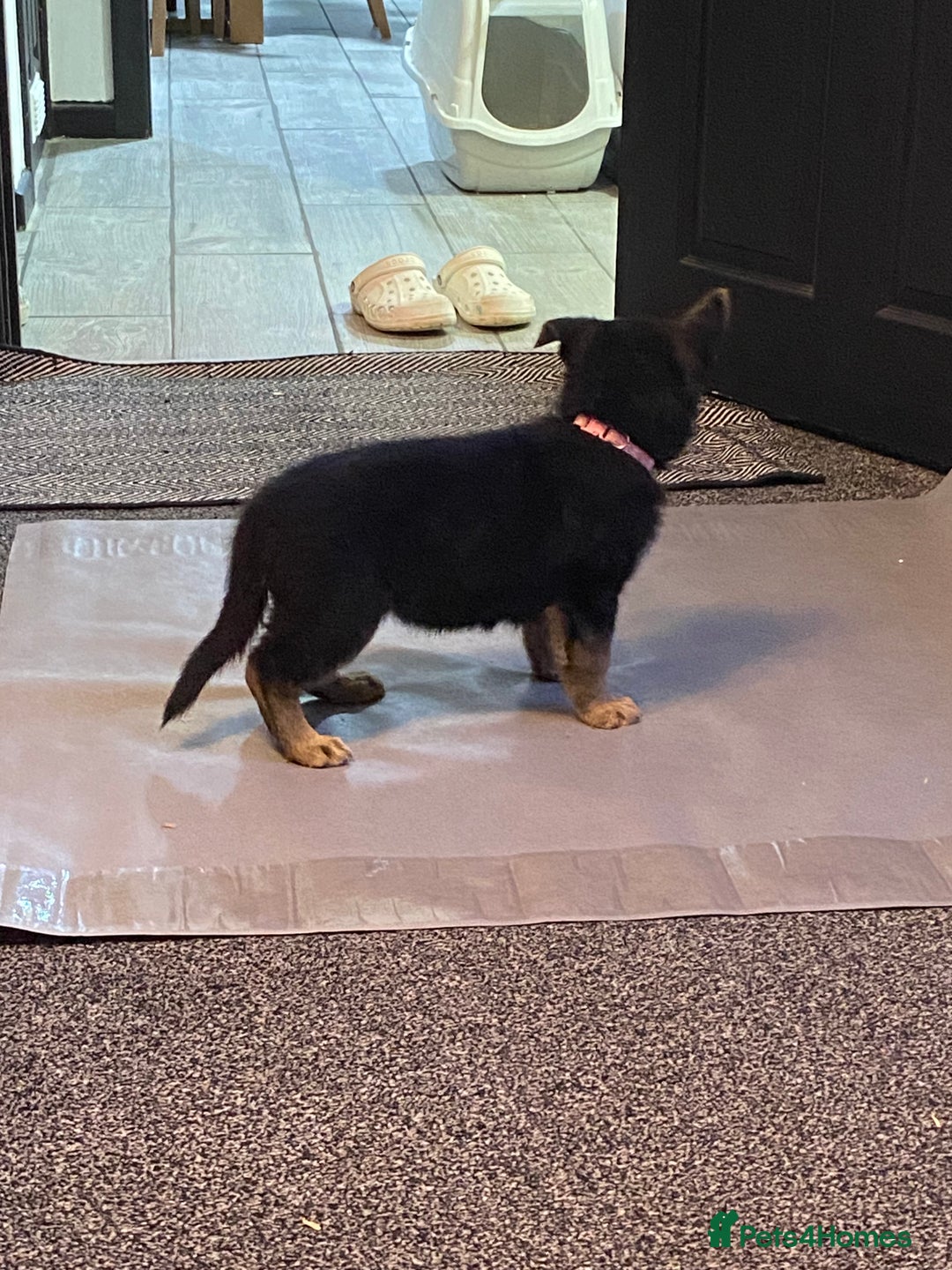 German Shepherd dogs for sale: German Shepard Puppies - Image 6
