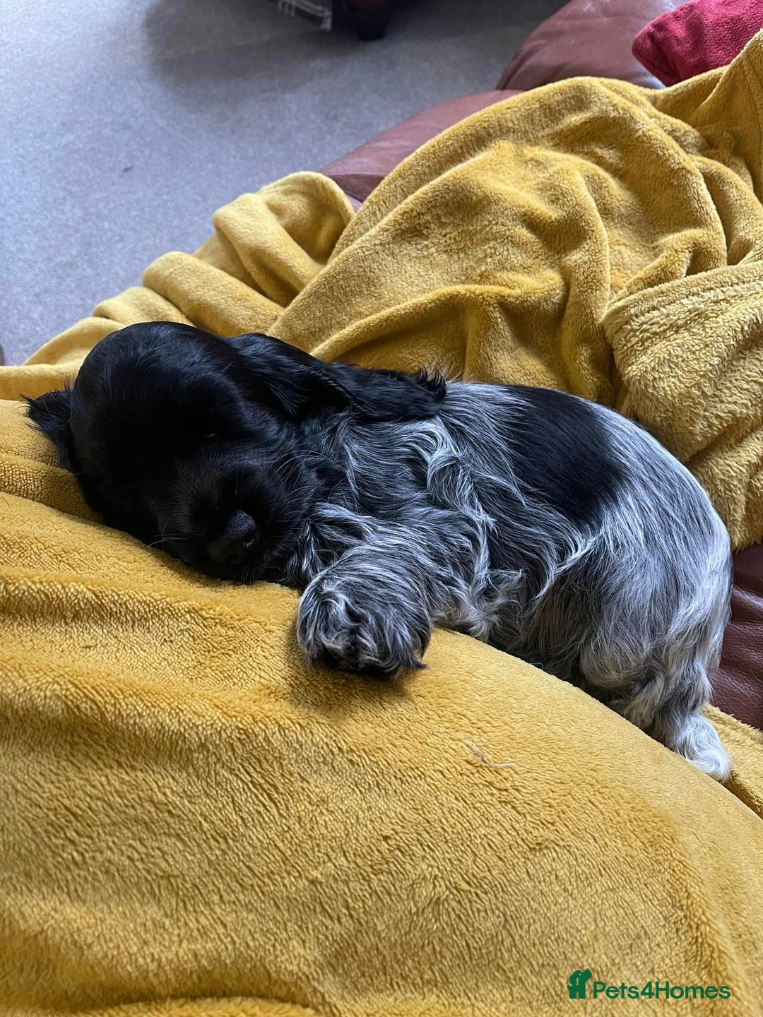 Cocker Spaniel dogs for sale: Poppy The Pedigree, KC REG, Show Cocker Spaniel - Advert 14