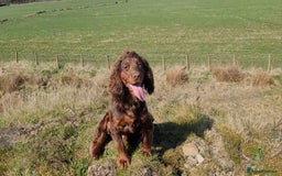 Cocker Spaniel dogs for stud: Choc & Tan stud  - Image 4