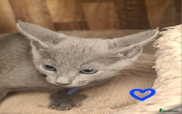 Russian Blue cats for sale: CHAMPION SIred GCCF Russian kittens  in Peterborough - Image 13