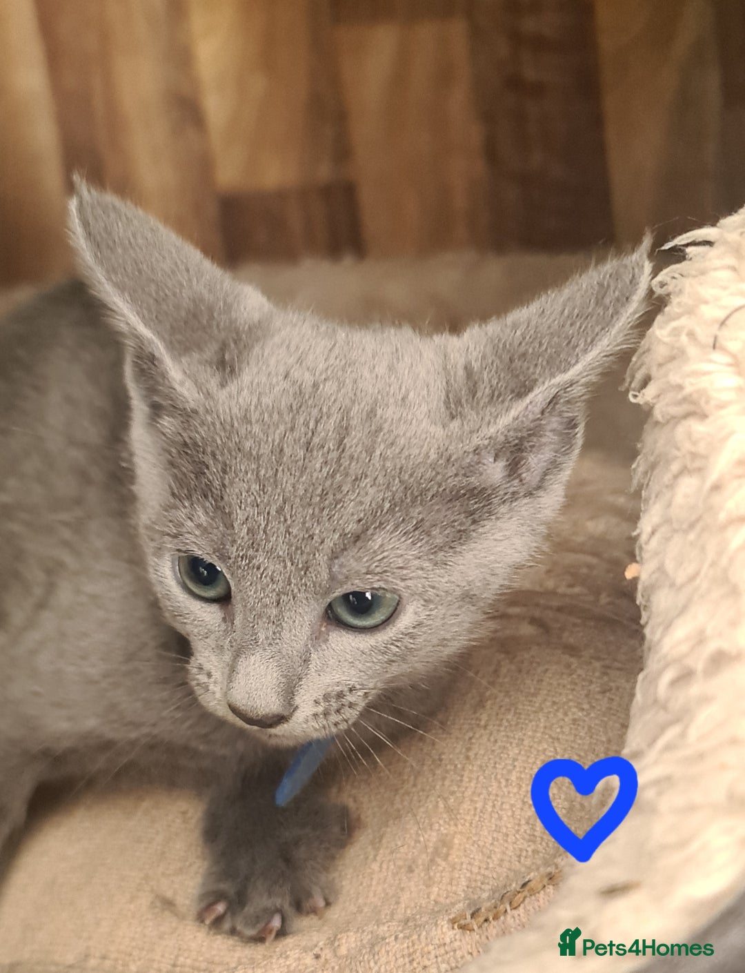 Russian Blue cats for sale: CHAMPION SIred GCCF Russian kittens  in Peterborough - Image 13
