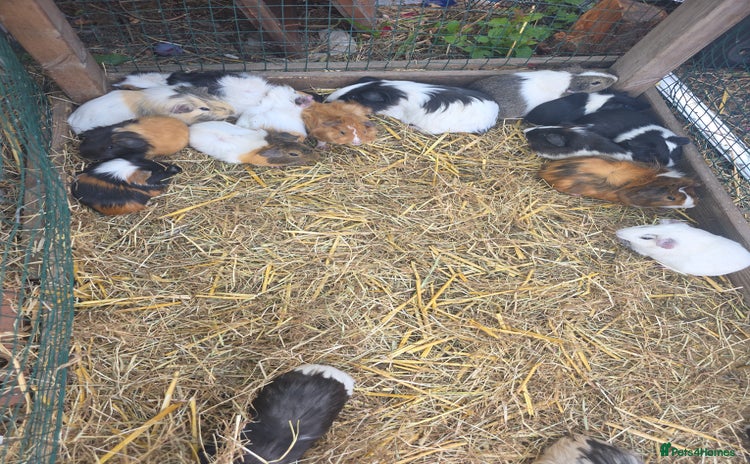 Guinea Pig rodents - Advert 1