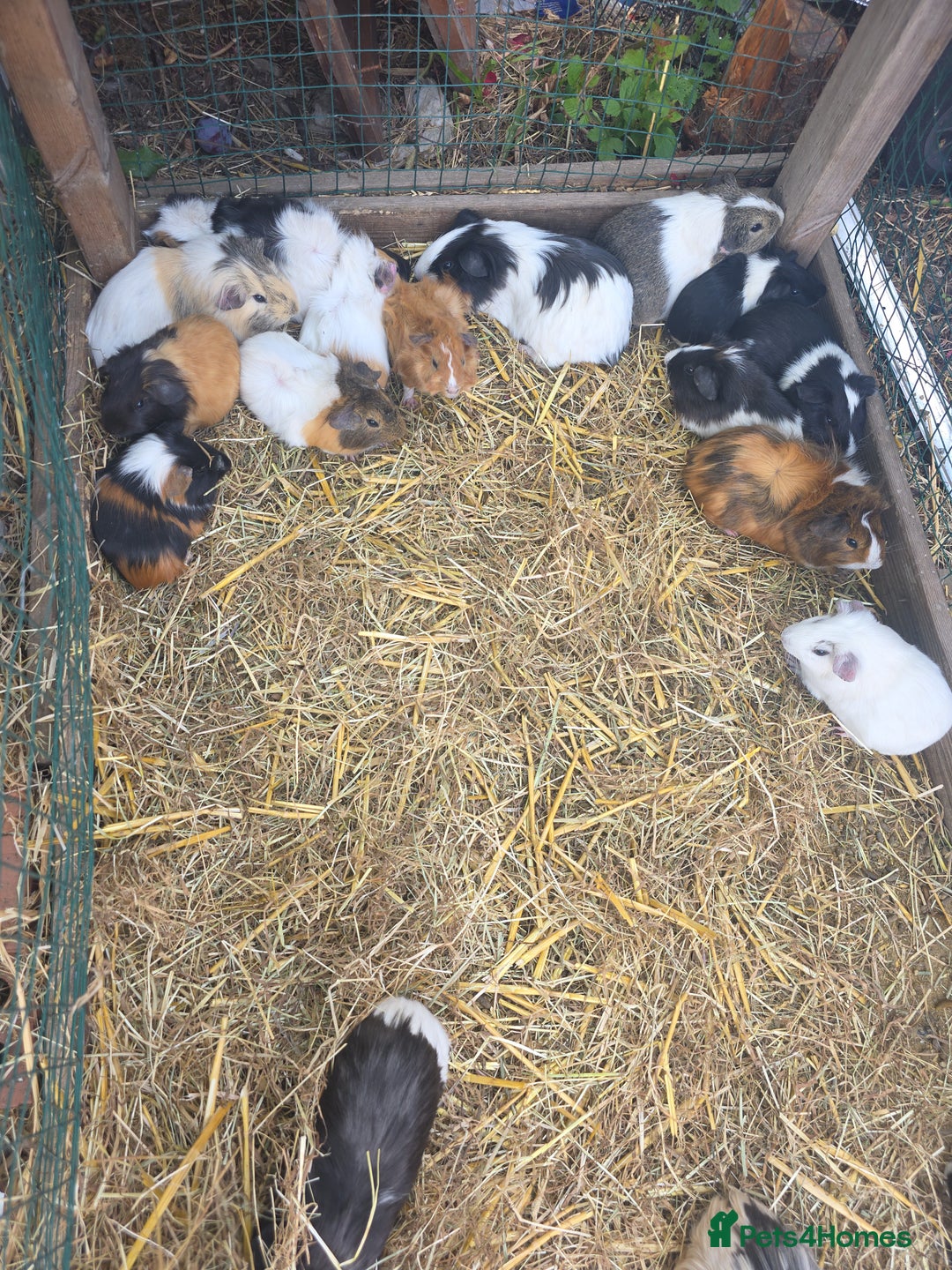 Guinea Pig rodents for sale: Guinea pigs  - Image 1