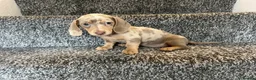 Miniature Dachshund dogs for sale: LONGHAIRED MINIATURE DAXIES READY NOW - Advert 7