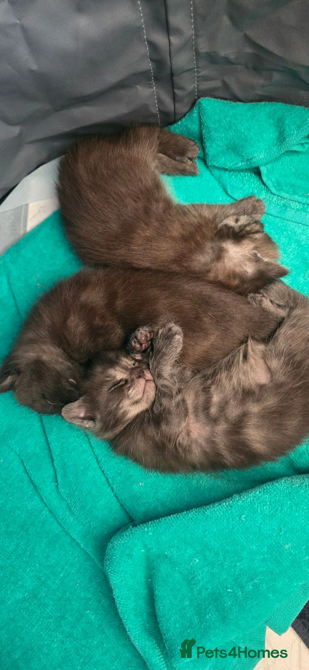 Maine Coon cats for sale: Beautiful Smoke/tabby Mainecoonx in Eastbourne - Advert 2