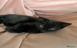 British Shorthair cats for sale: 8 week little male - Image 2