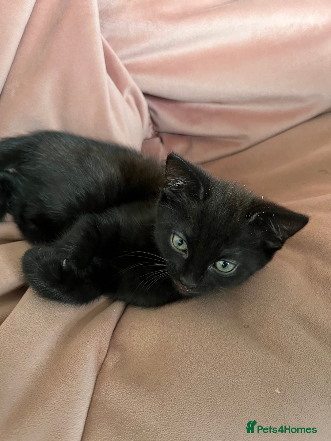 British Shorthair cats for sale: 8 week little male - Image 2