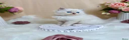 Ragdoll cats for sale: Outstanding Ragdoll Kittens✨Exceptional Quality - Advert 8