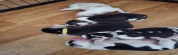 Siberian Husky dogs for sale: SIBERIAN HUSKY PUPS, 4 GIRLS, 1 BOY  - Advert 9