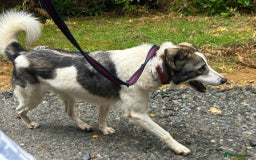 Mixed Breed dogs for adoption: Matteo - Norwich Norfolk  - Image 17