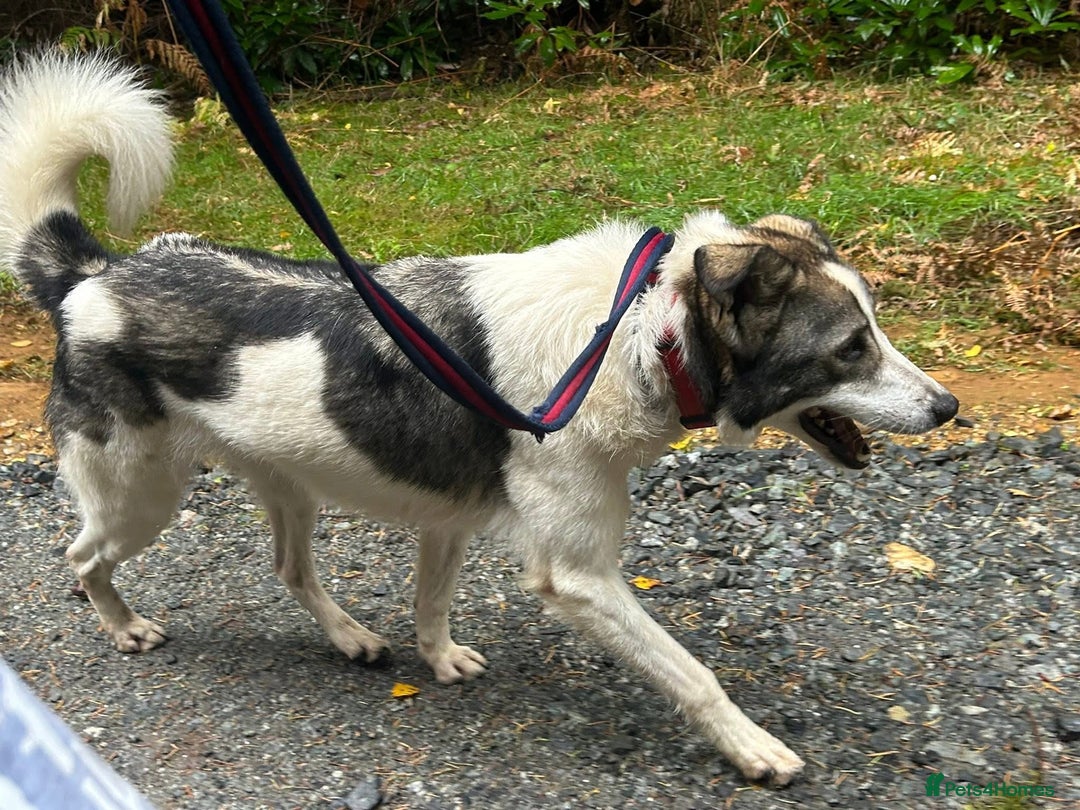 Mixed Breed dogs for adoption: Matteo - Norwich Norfolk  - Image 17