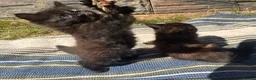 Mixed Breed cats for sale: Two cute kittens  in Shipston-on-Stour - Advert 2
