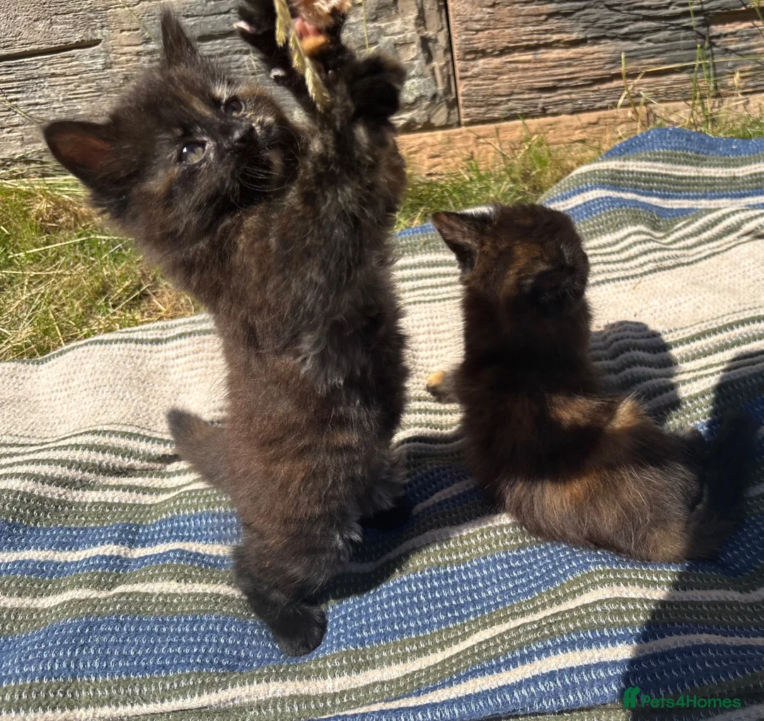 Mixed Breed cats for sale: Two cute kittens  in Shipston-on-Stour - Advert 2