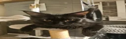 Maine Coon cats for sale: 8 months old active TICA registered female  - Advert 7