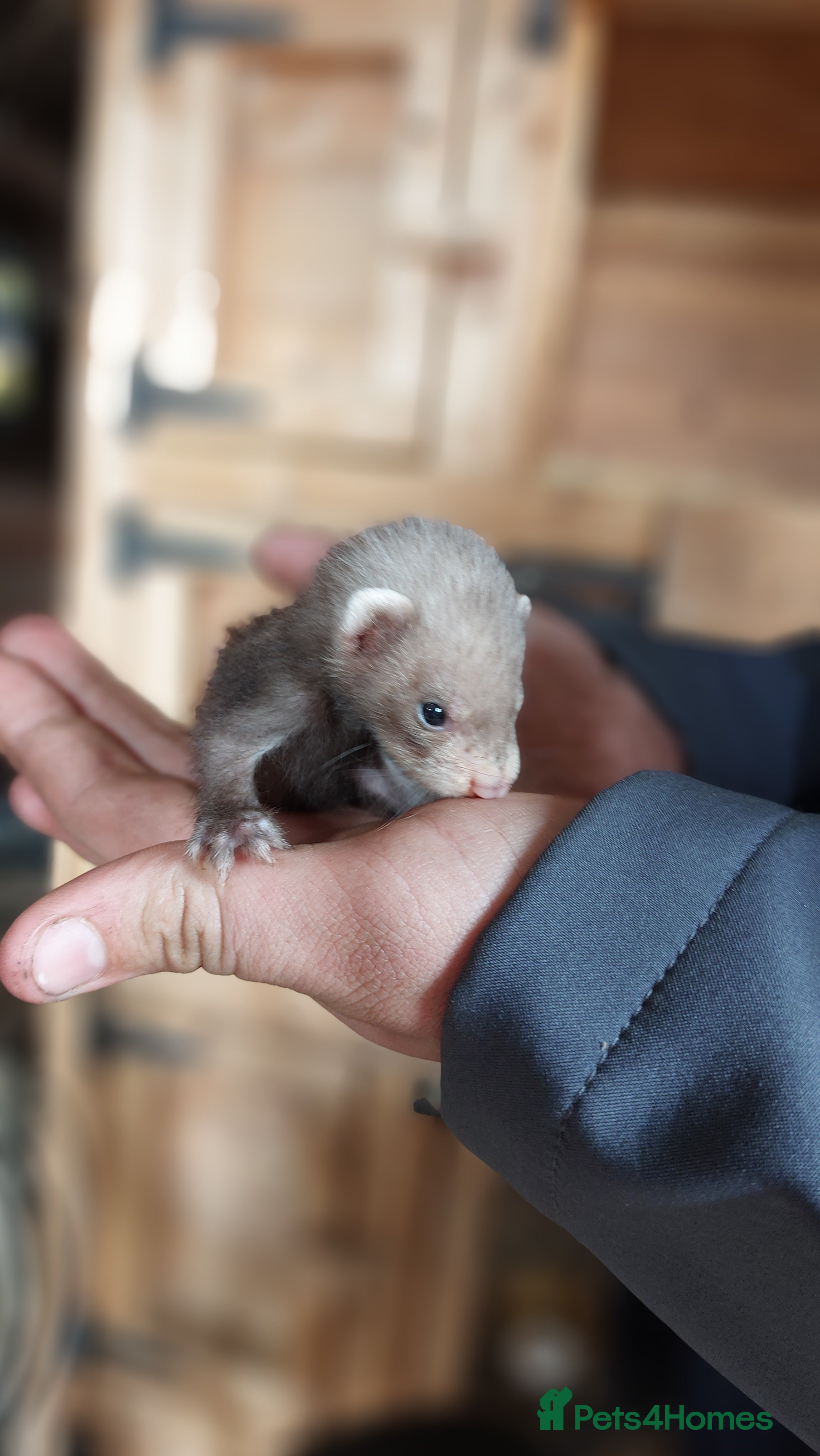 Ferret rodents EU Polecat cross ferret kits - Advert 1