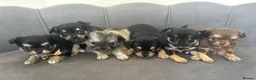 Chihuahua dogs for sale: KC Reg Chihuahua Pups - Advert 30