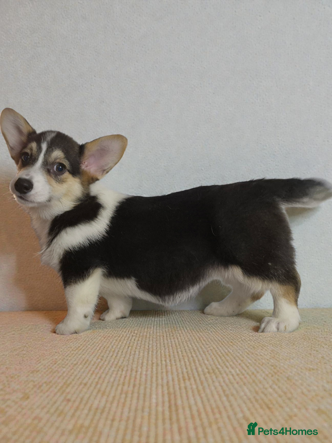 Welsh Corgi Pembroke dogs for sale: Kc reg 2 girls remaining bob & longtail - Advert 3