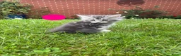 Maine Coon cats for sale: Pure Maine Coon kittens - Advert 14