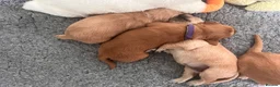 Golden Retriever dogs for sale: 🐾 Gorgeous pedigree Golden Retriever Puppies - Advert 4